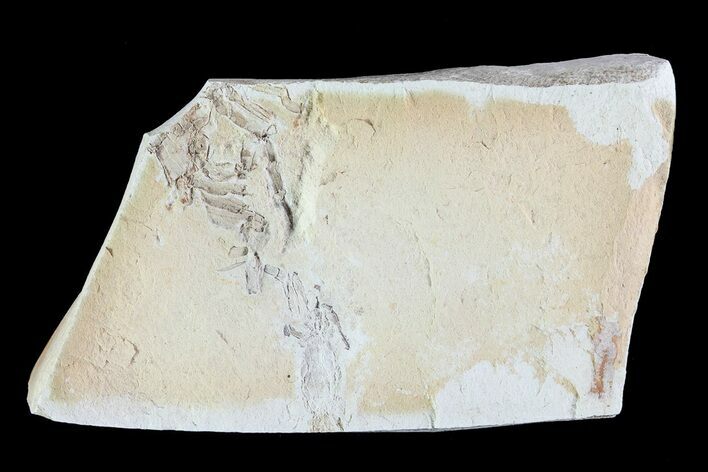 Fossil Pea Crabs (Pinnixa) From California - Miocene #74494